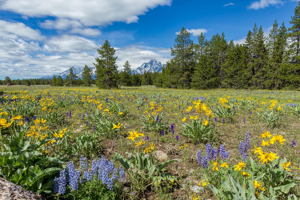 Lupine, Arrowleaf Balsamroot, Mount Moran Wyoming