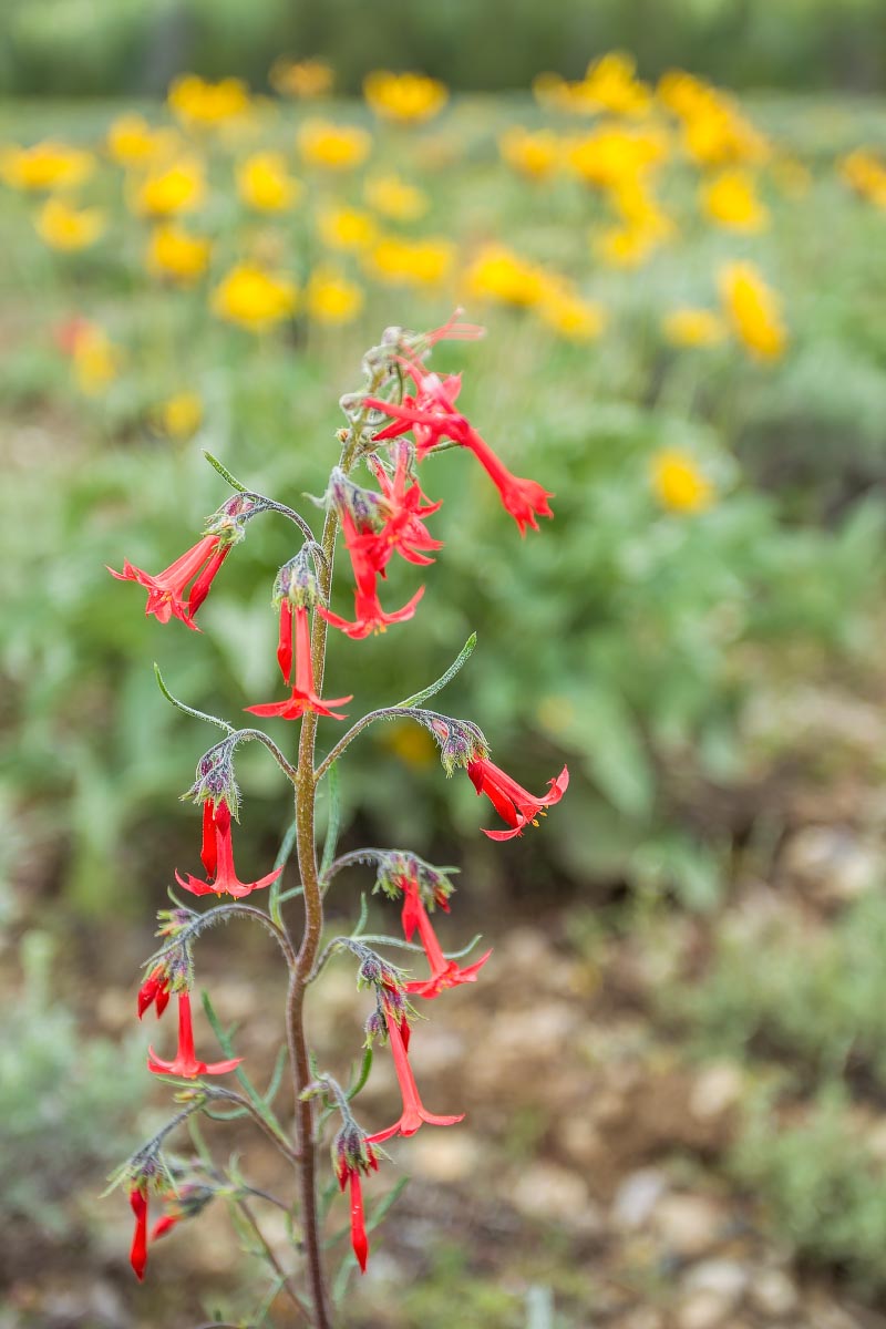 Scarlet Gilia Wyoming