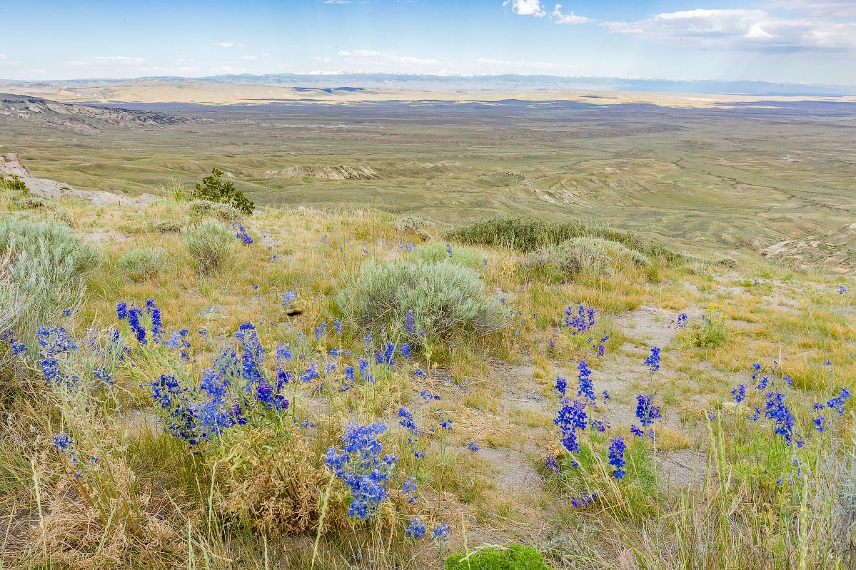 Beaver Rim, Larkspur Wyoming