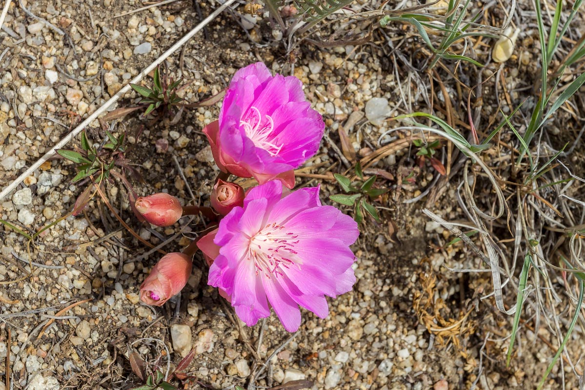 Bitterroot Wyoming