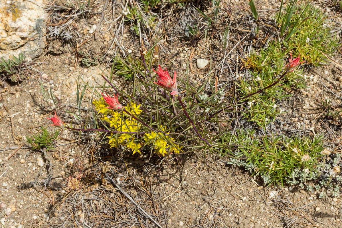 Paintbrush, Lanceleaf Stonecrop Wyoming