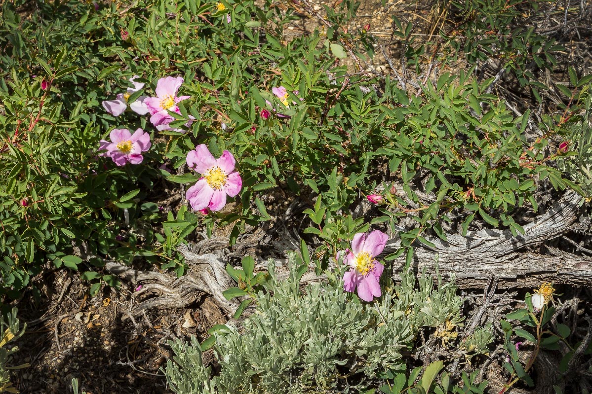 Wild Alberta Rose, Sagebrush Wyoming