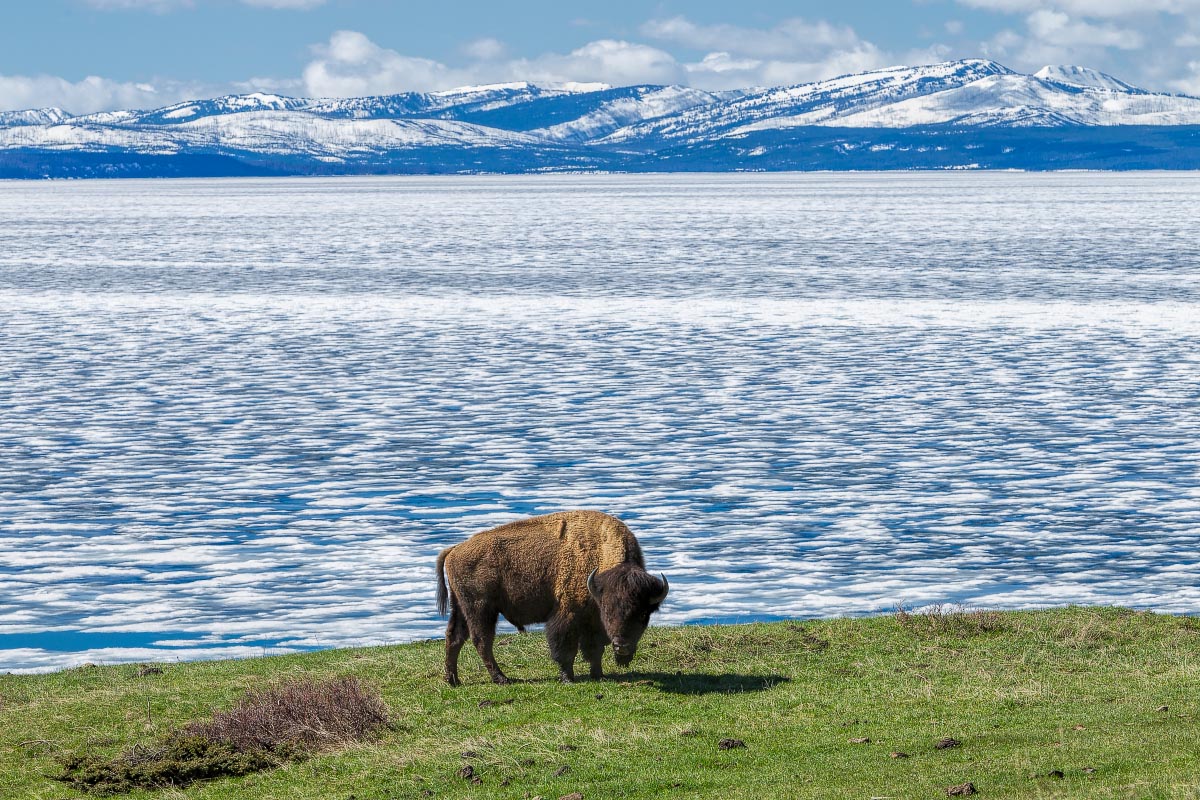 Bison, Yellowstone Lake Wyoming