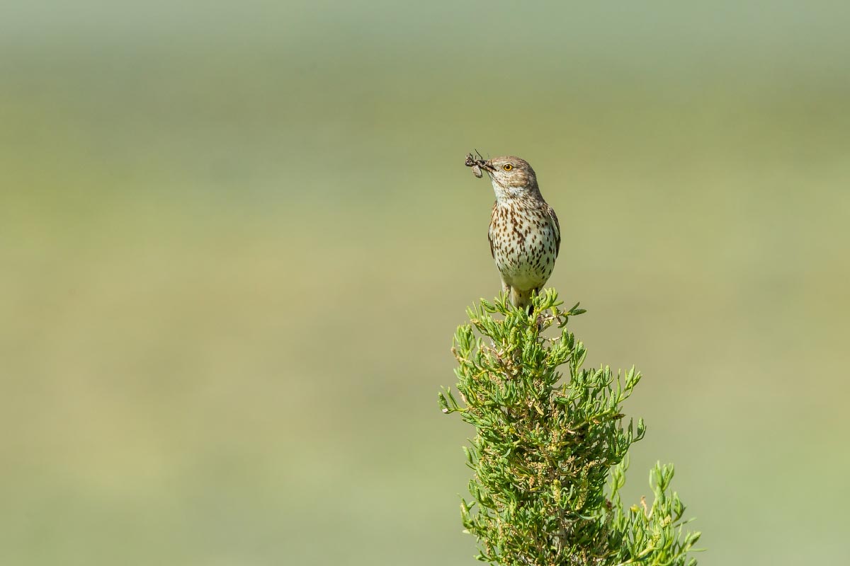 Sage Thrasher Wyoming