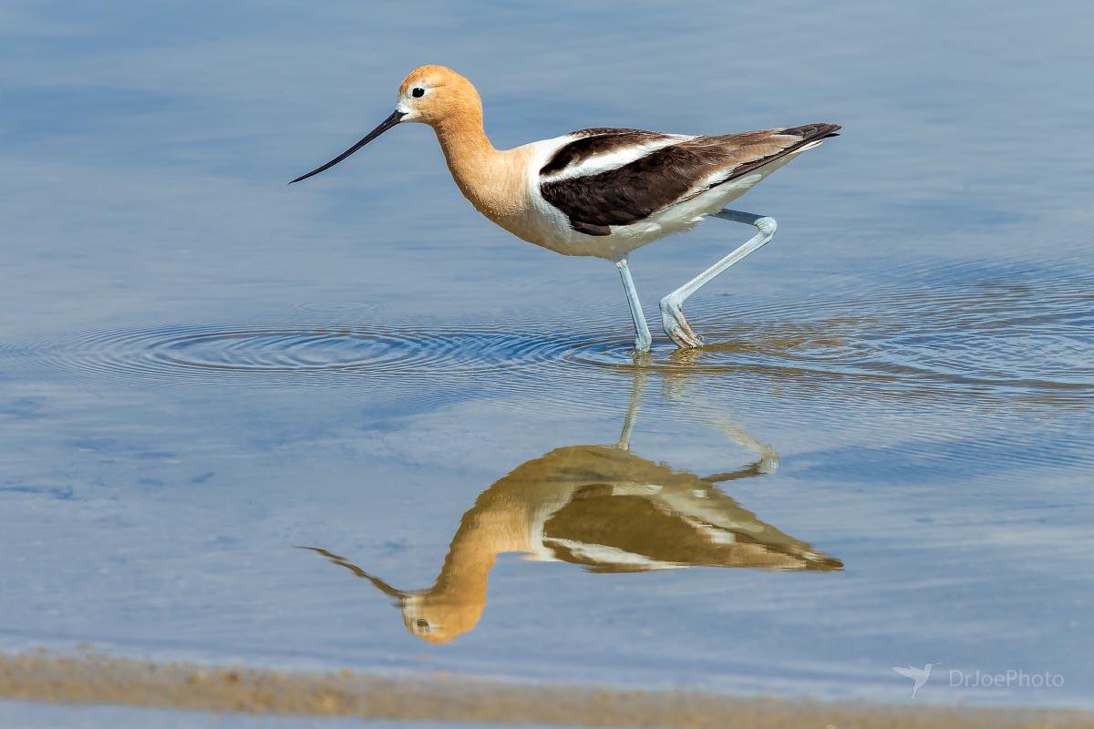 American Avocet Wyoming