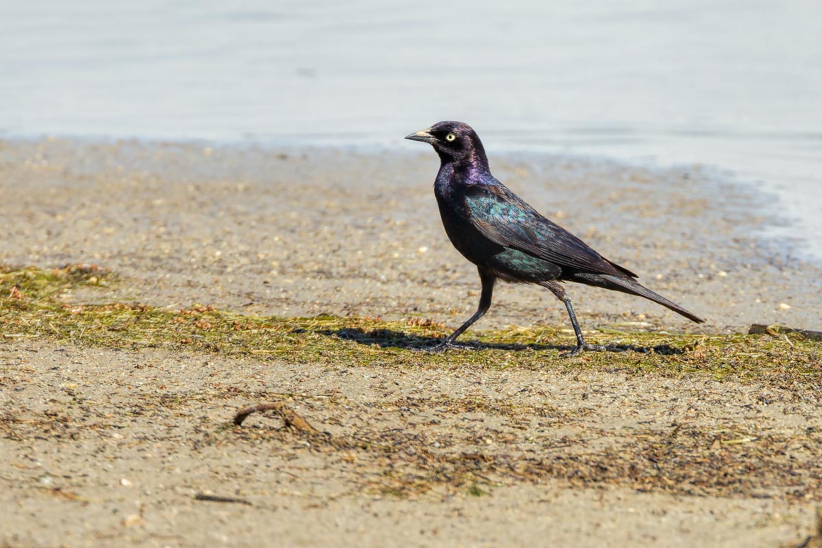 Brewer's Blackbird Wyoming