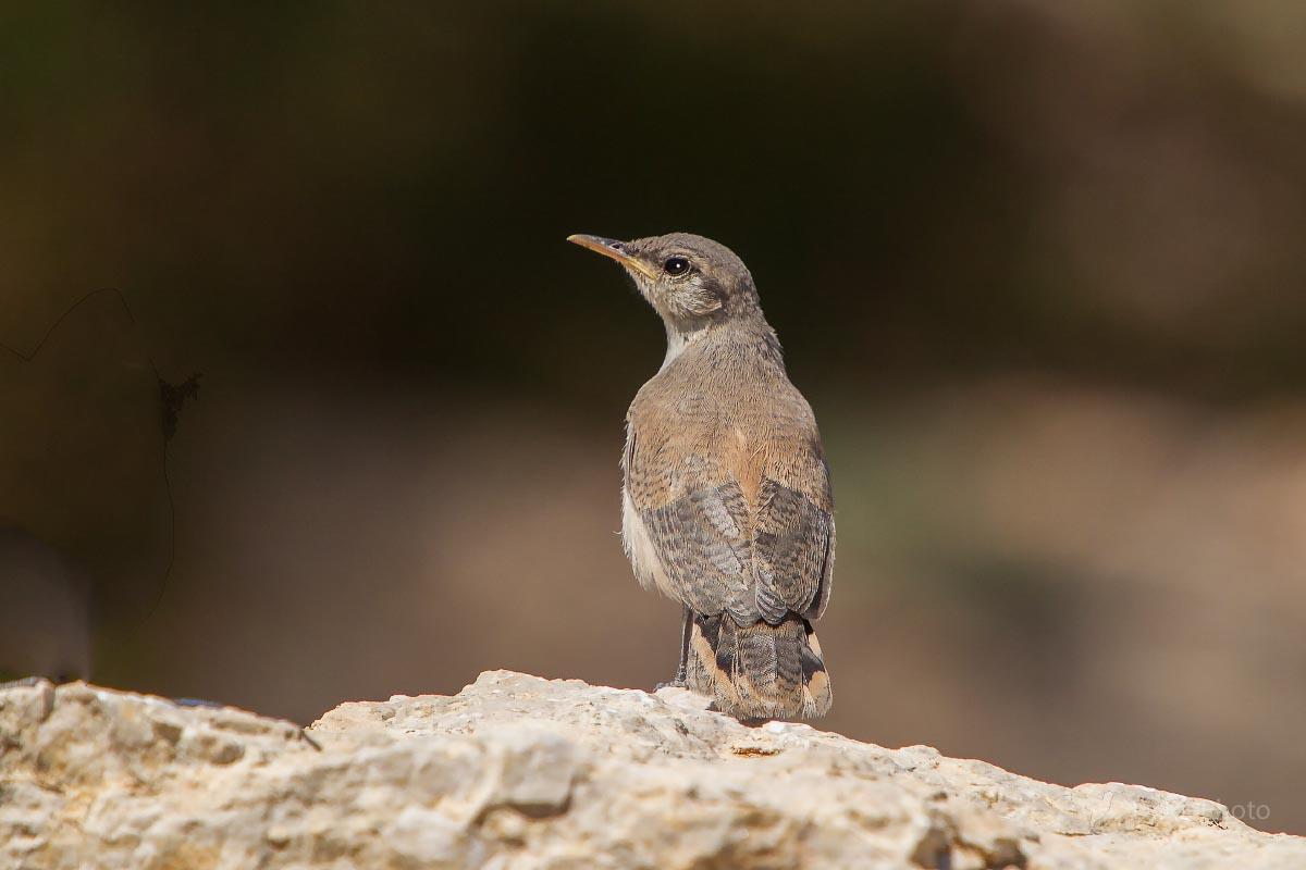 Rock Wren Medicine Wheel Wyoming