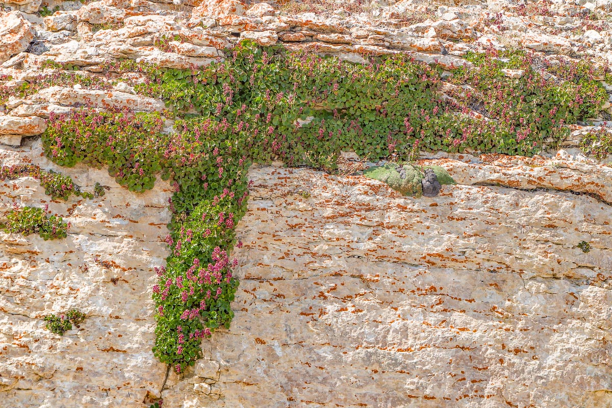 Medicine Wheel wildflowers Wyoming