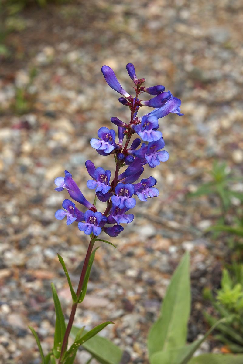 Blue Penstemon Grand Teton National Park Wyoming