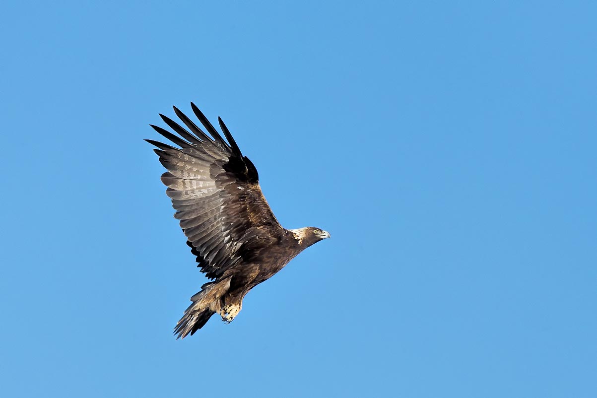 Golden Eagle Wyoming