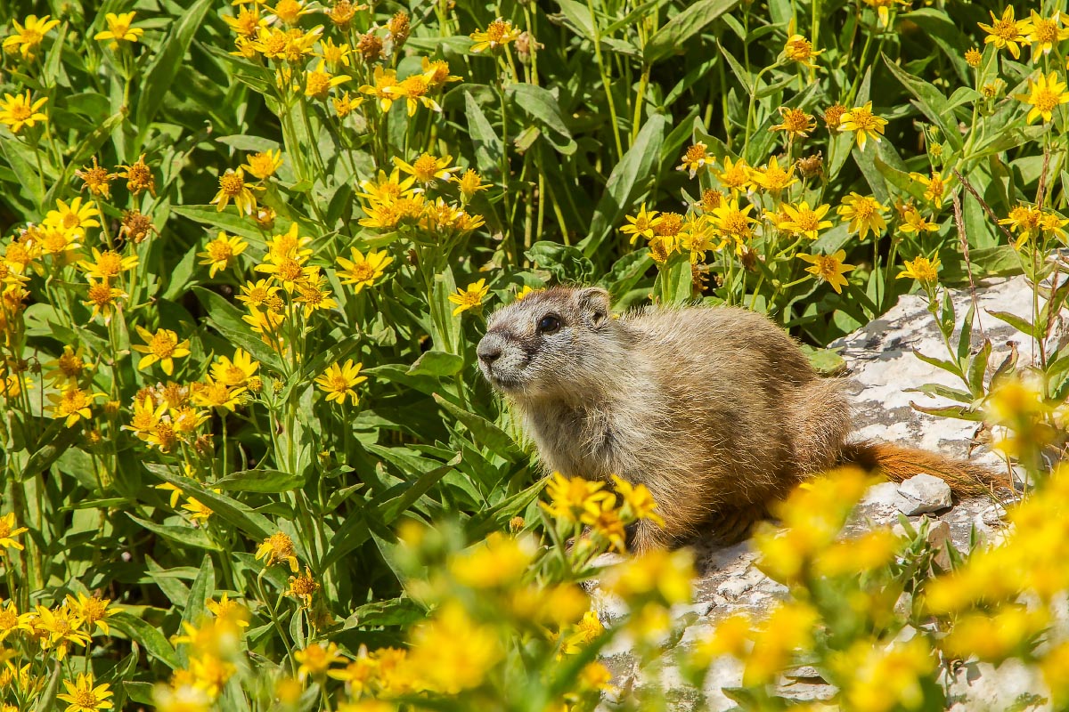 Yellow-bellied Marmot Medicine Wheel Wyoming