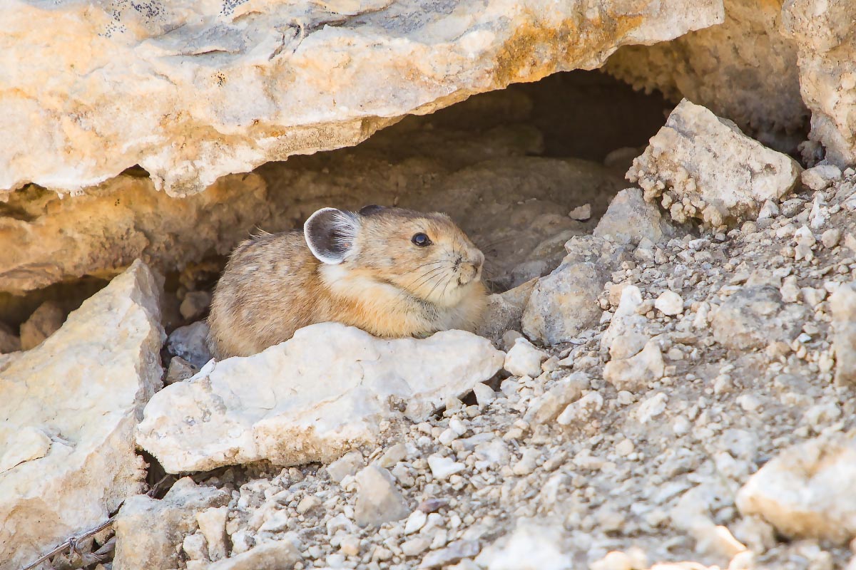 American Pika Medicine Wheel Wyoming