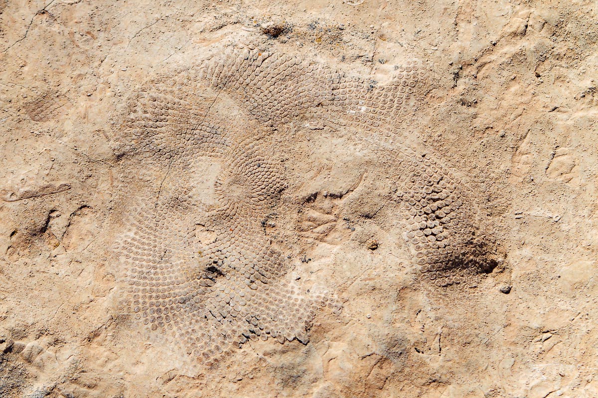 Medicine Wheel fossil Wyoming