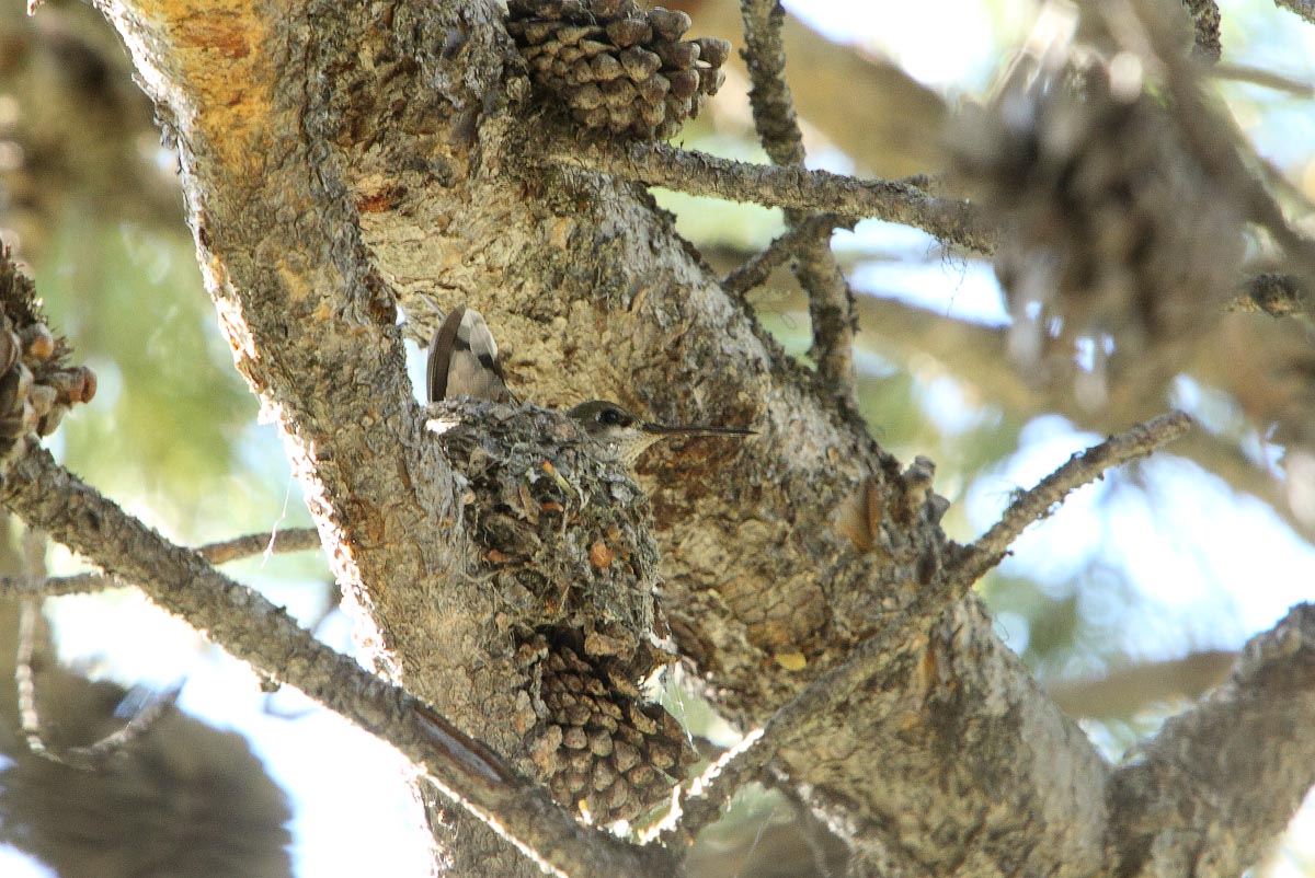 Calliope Hummingbird on nest Grand Teton National Park Wyoming