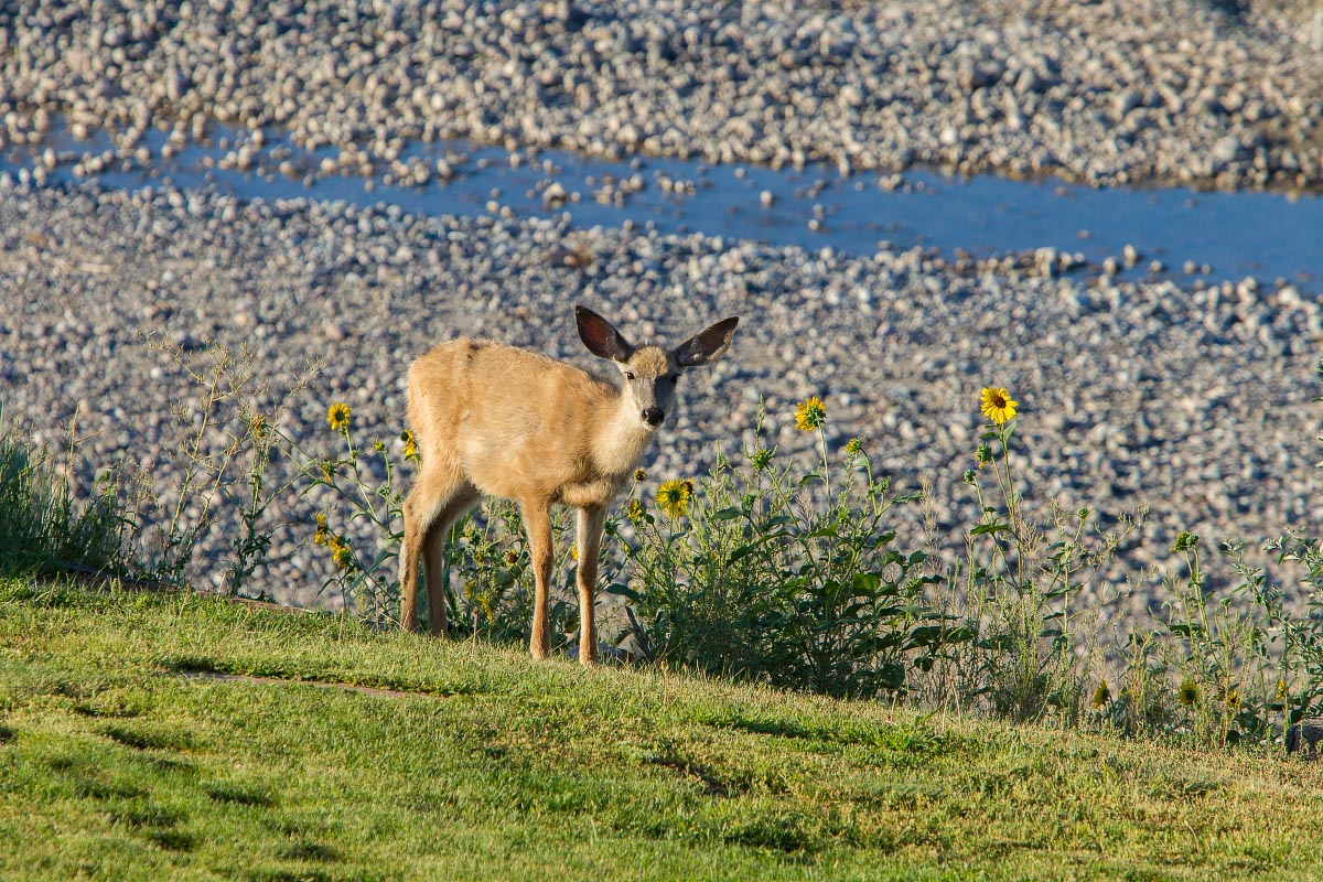 Mule Deer