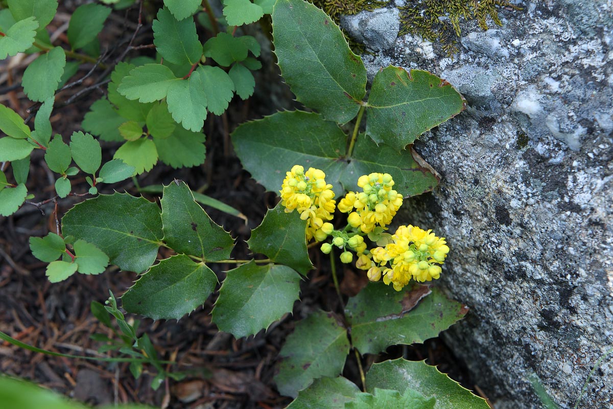 Oregon Grape flowers