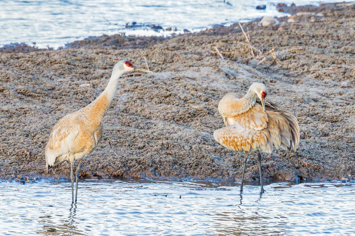 Sandhill Crane Wyoming