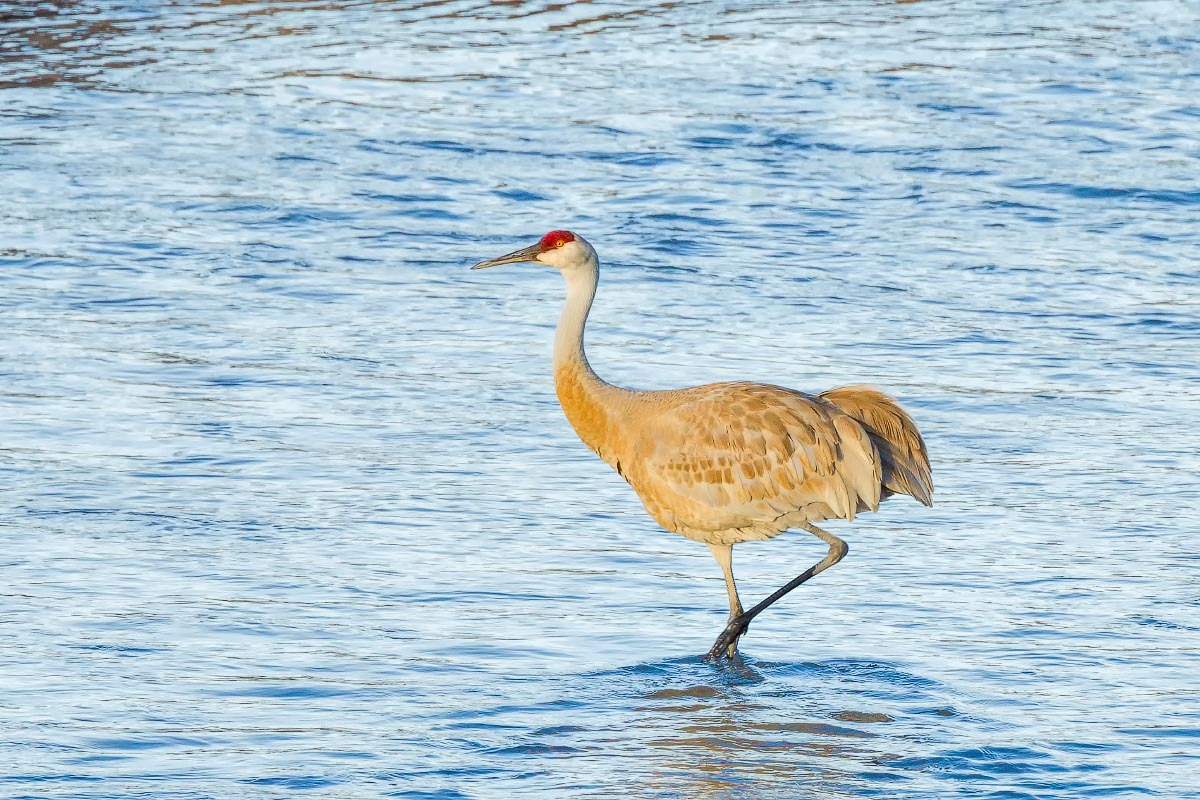 Sandhill Crane Wyoming