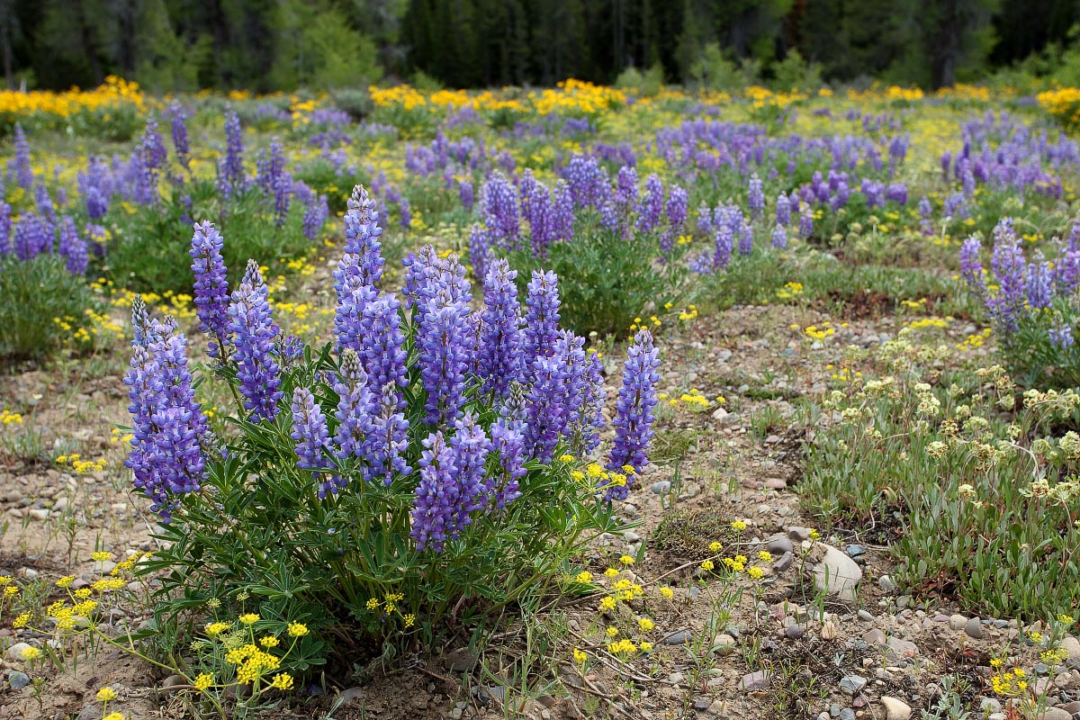 Lupine Grand Teton National Park Wyoming