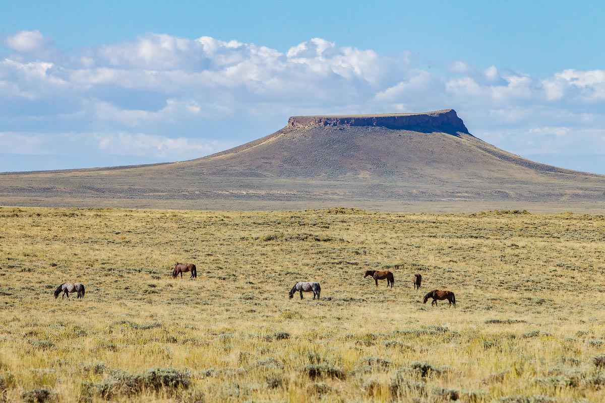 Pilot Butte Wild Horses Wyoming