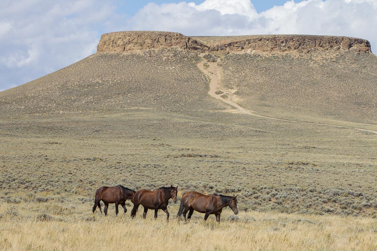 Pilot Butte Wild Horses Wyoming