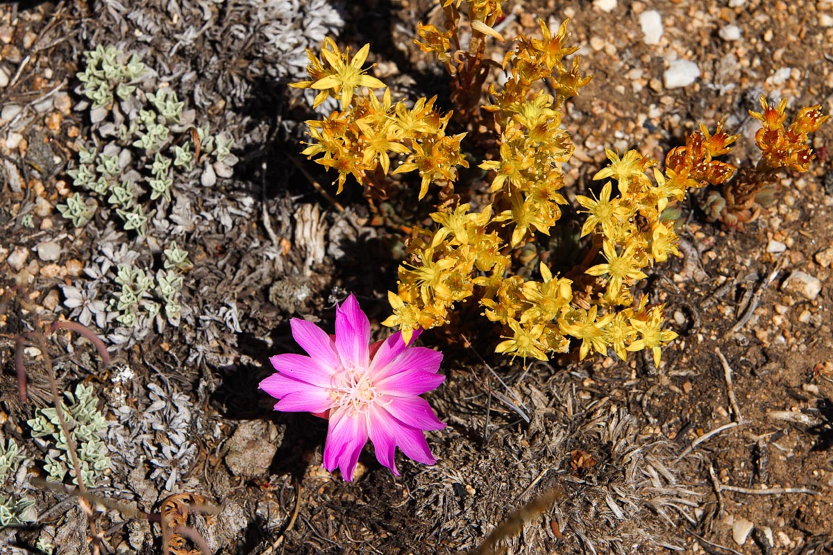 Bitterroot with Lanceleaf Stonecrop