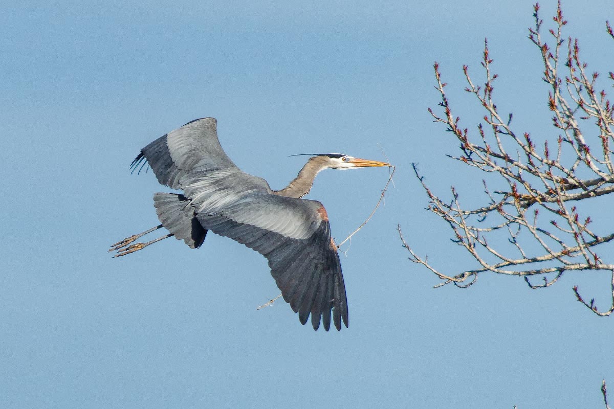 Great Blue Herons Wyoming