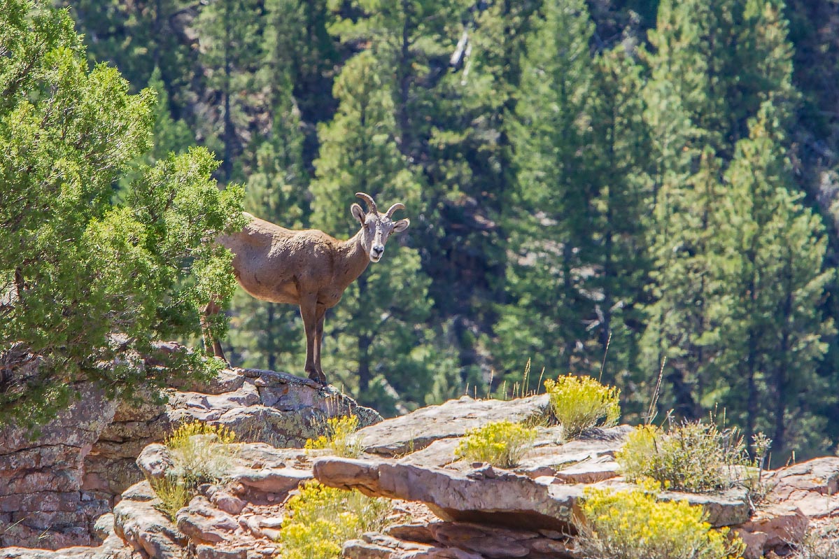 Big Horn Sheep