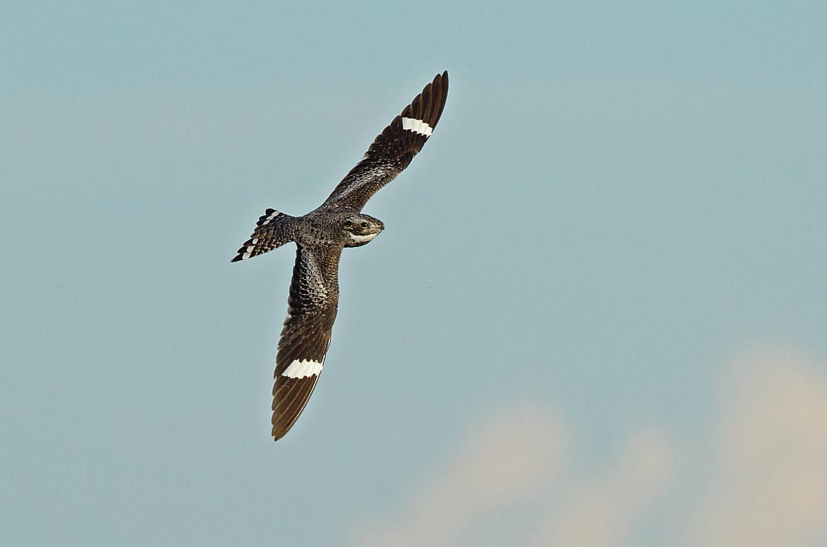 Common Nighthawk