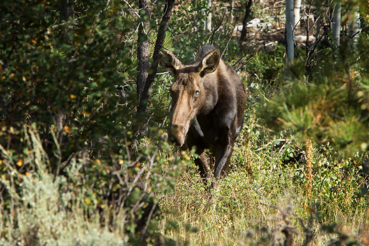 Cow Moose Wyoming