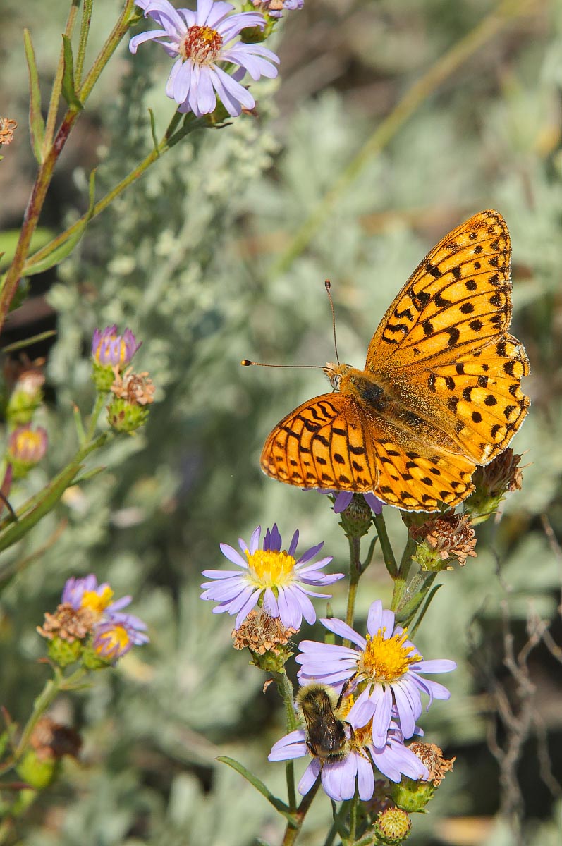 Butterfly Grand Teton National Park Wyoming