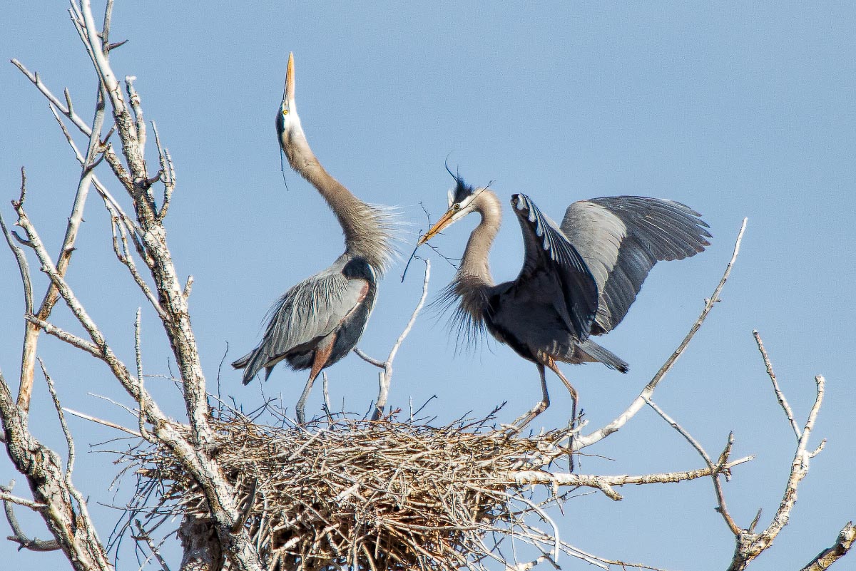 Great Blue Herons Wyoming