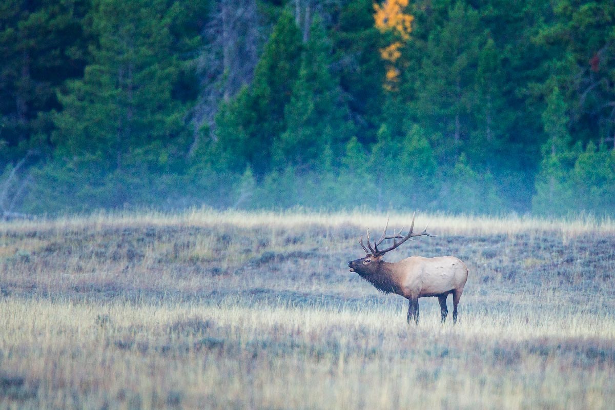 Bugling Elk Grand Teton National Park Wyoming