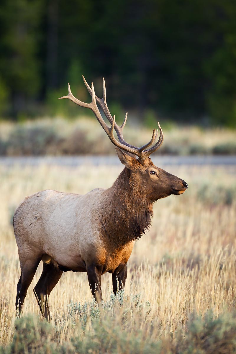 Bull Elk Grand Teton National Park Wyoming
