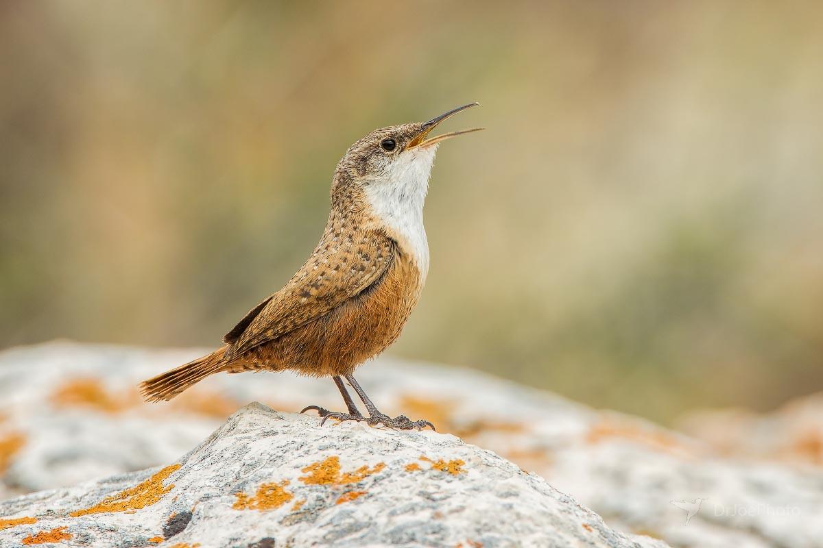 Canyon Wren Ayers Natural Bridge Wyoming