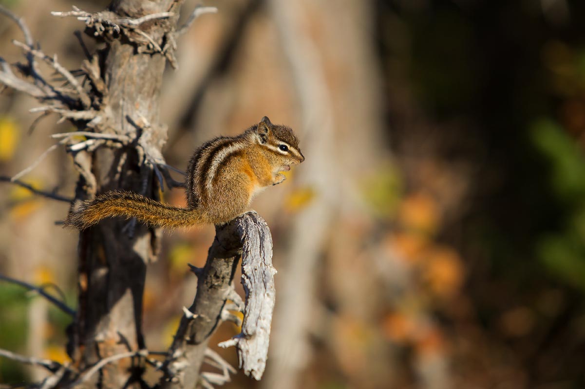 Least Chipmunk