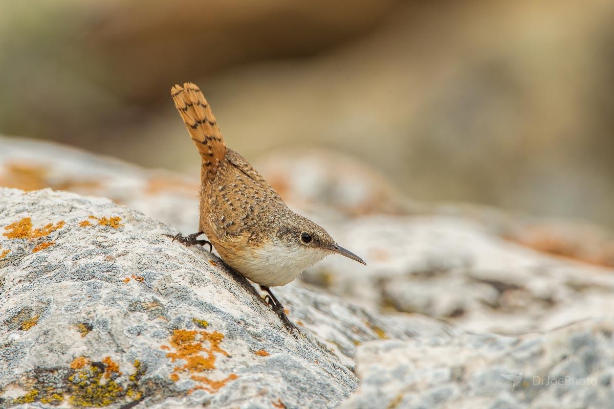 Canyon Wren Ayers Natural Bridge Wyoming