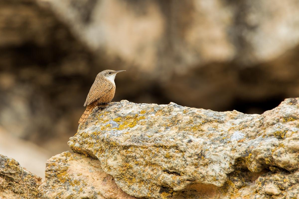 Canyon Wren Ayers Natural Bridge Wyoming