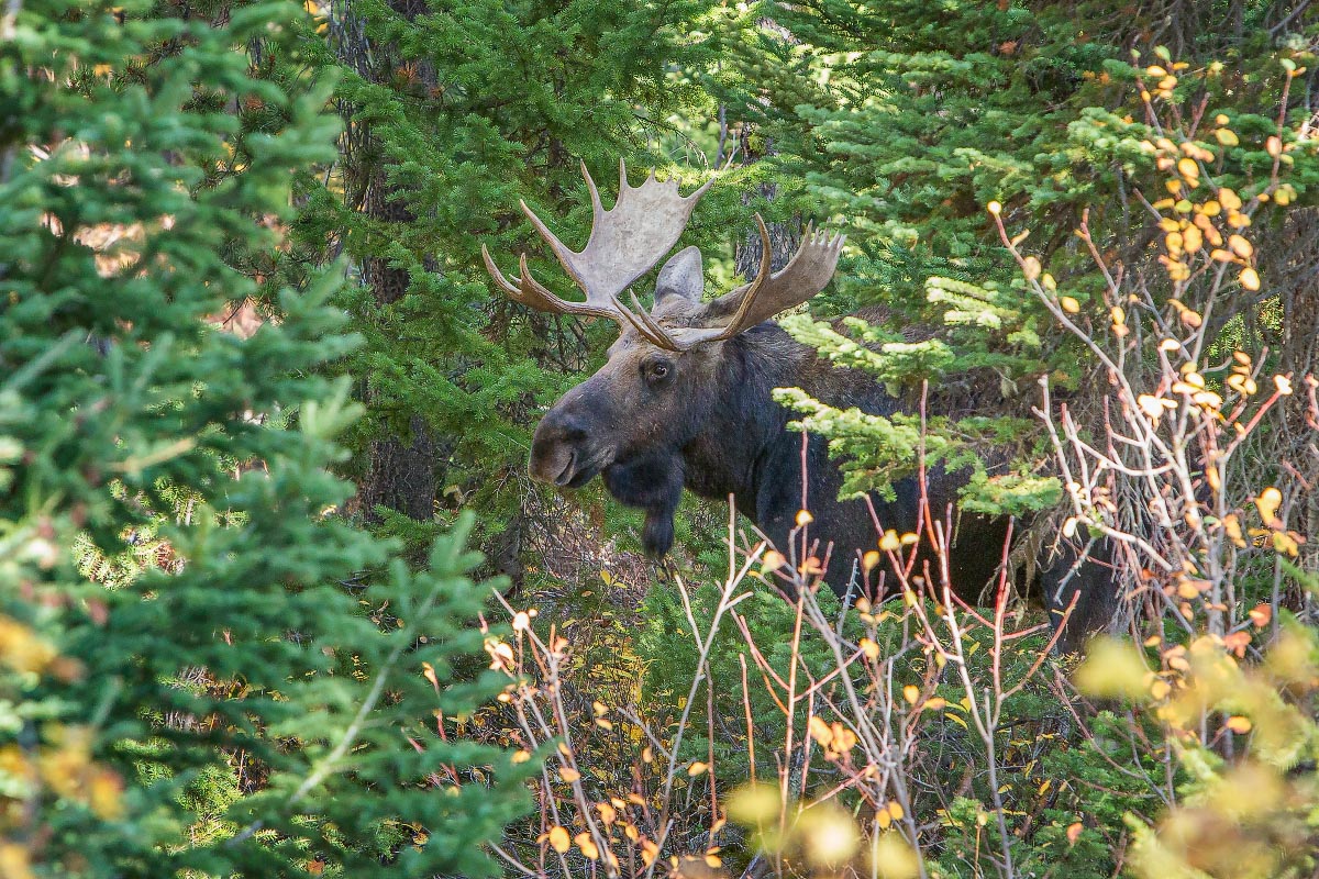 Grand Teton National Park Wyoming