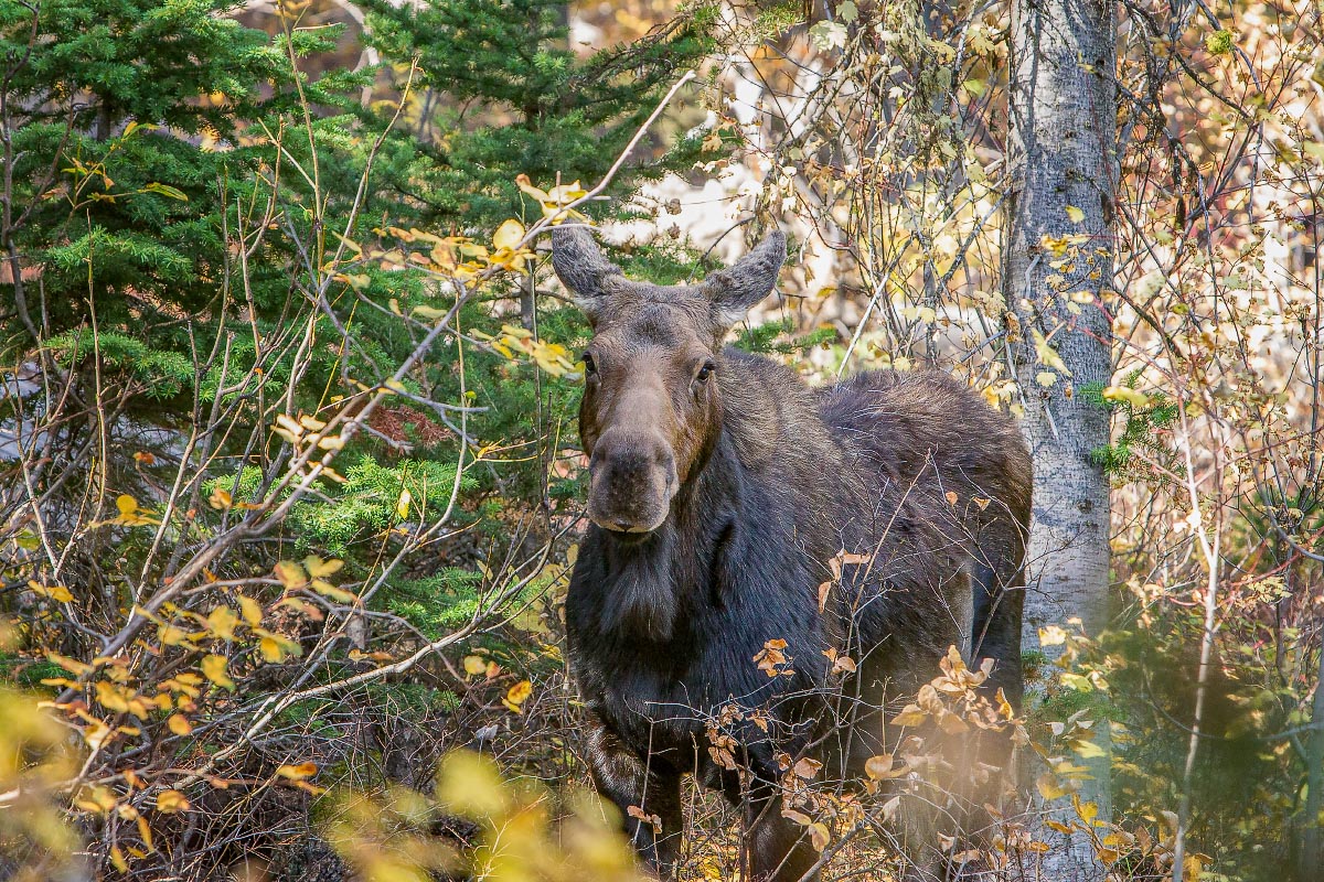 Cow Moose Grand Teton National Park Wyoming