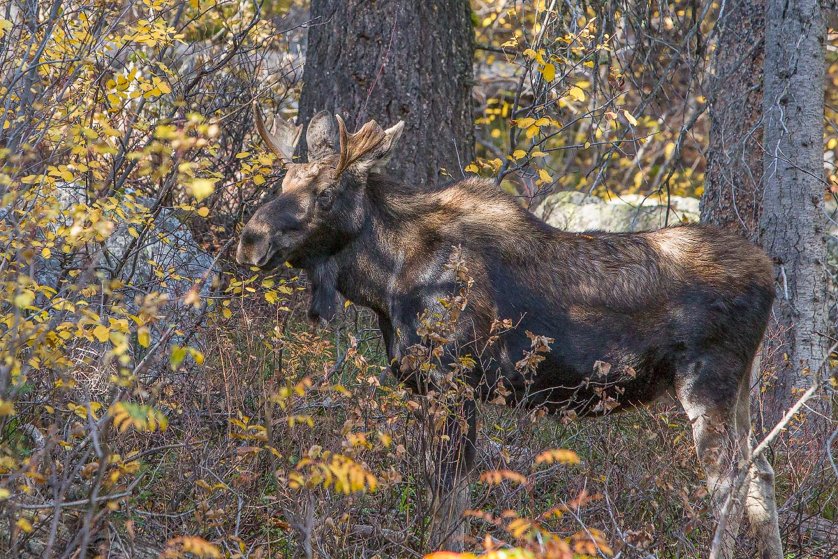 Bull Moose Grand Teton National Park Wyoming