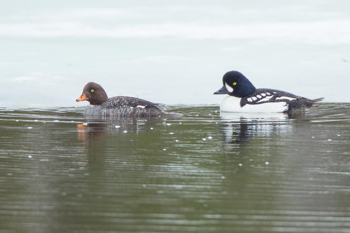 Barrow's Goldeneye Yellowstone Wyoming