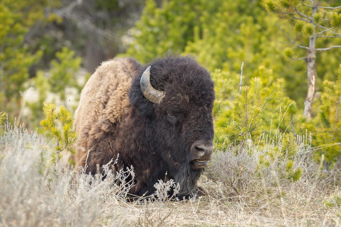 Bison Yellowstone Wyoming