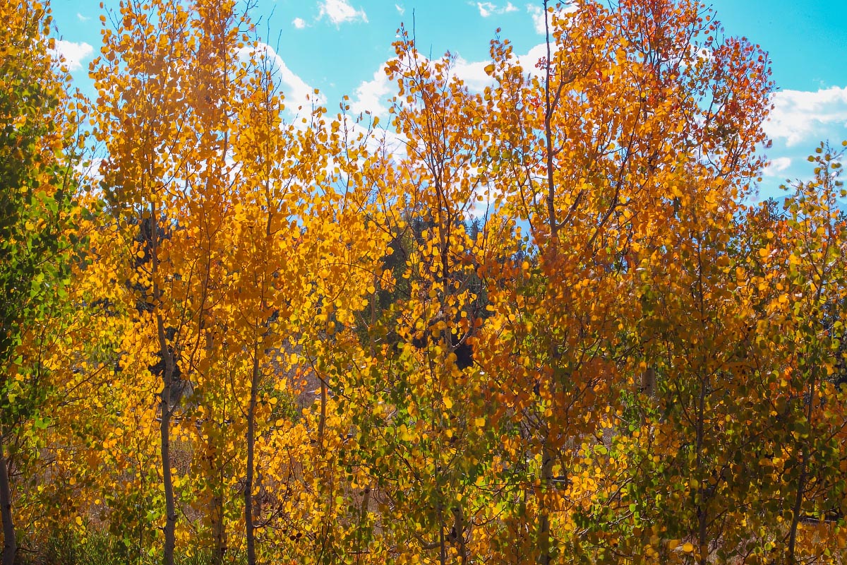 Aspen Grand Teton National Park Wyoming