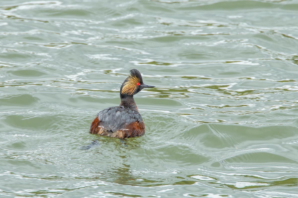 Eared Grebe Yellowstone Wyoming