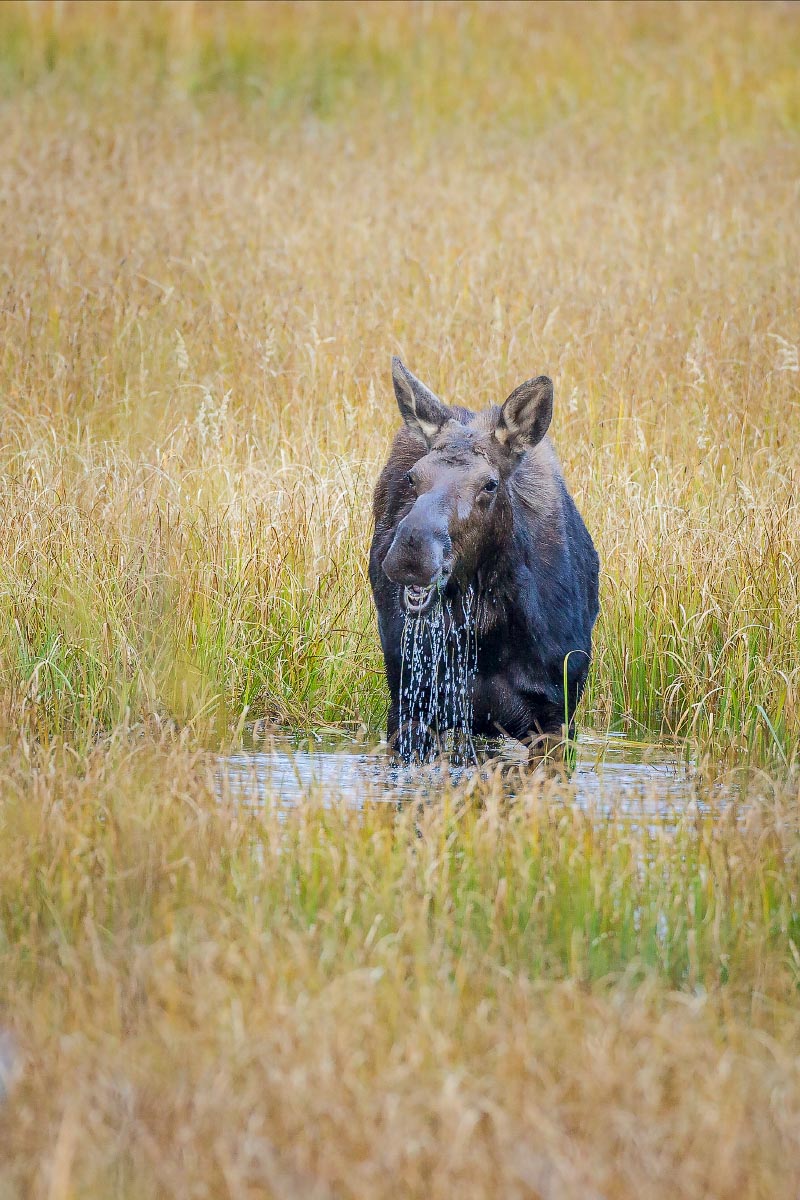 Moose Grand Teton National Park Wyoming