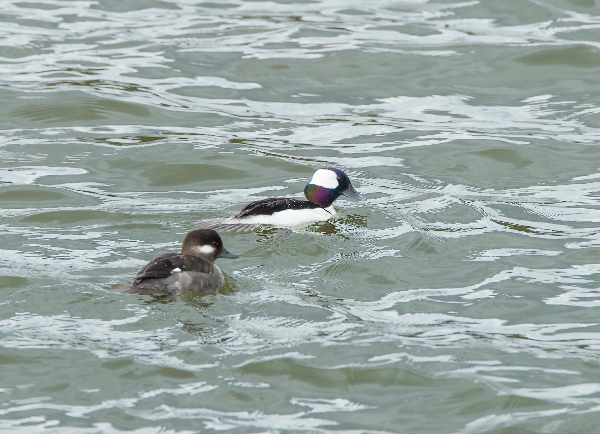 Bufflehead Yellowstone Wyoming