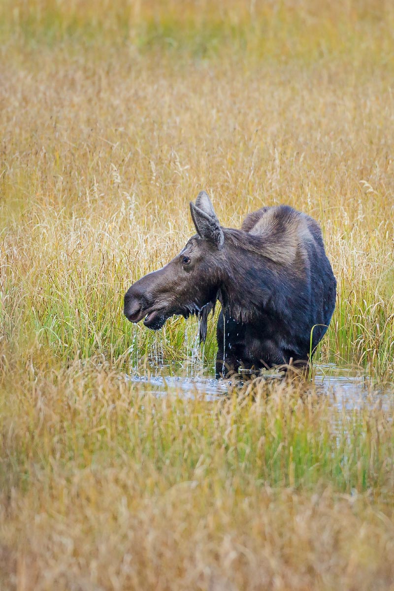 Moose Grand Teton National Park Wyoming