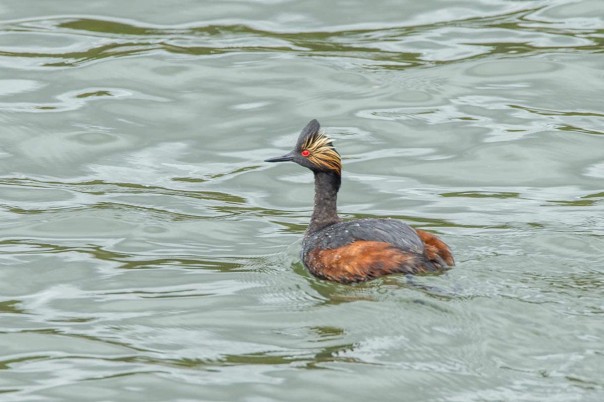 Eared Grebe Yellowstone Wyoming