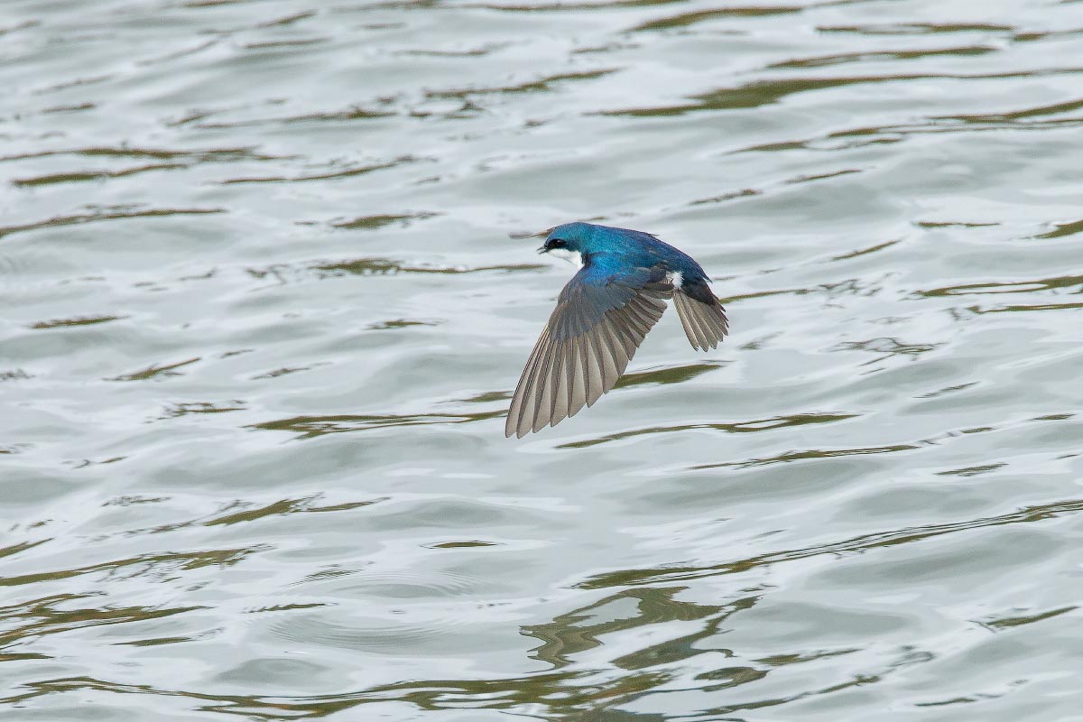 Tree Swallow Yellowstone Wyoming